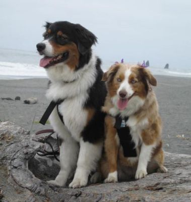 Australian Shepherd Mini vs Standard (Aussie vs. Mini Aussie Dogs