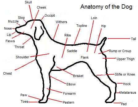Dog parts diagram